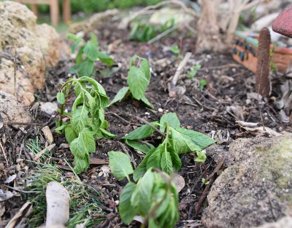 Jak użyźnić glebę piaszczystą? 5 sprawdzonych metod, żeby rośliny wreszcie rosły